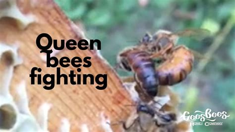 Queen Bee: An All-Stinging Retro Fighter for Competitive Souls!