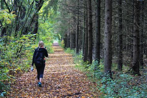  The Forest: A Terrifying Trek Through Twisted Wilderness!