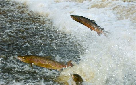 ウィークリー カレンダー: 時間の流れを逆さまに泳ぐ魚たち