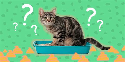 カフェ コンセプト 一覧：なぜ猫はコーヒーを飲まないのか？